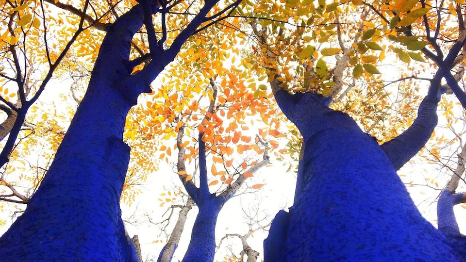 Tall trees with yellow leaves against a bright sky.