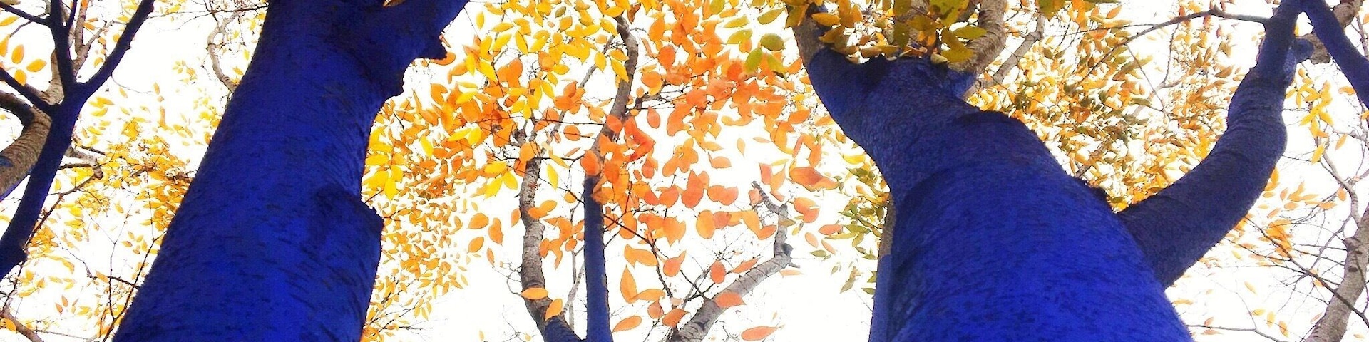 Blue trees at the Bessie.