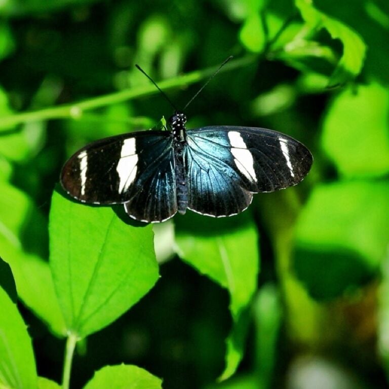 The Tennessee aquarium offers everything expected at a top of the line aquarium, but it also has a butterfly exhibit, and it's the best part. 

Imagine an indoor rainforest filled with hundreds of jewel-colored butterflies that hover over flowers and sip nectar from feeding stations. These exotic and beautiful butterflies delight the senses, and visitors to the Butterfly Garden. Visitors are able to walk around the garden and watch as hundreds of butterflies dance around you. If your lucky one may land on you for a short rest. It alone makes the aquarium worth the visit.

