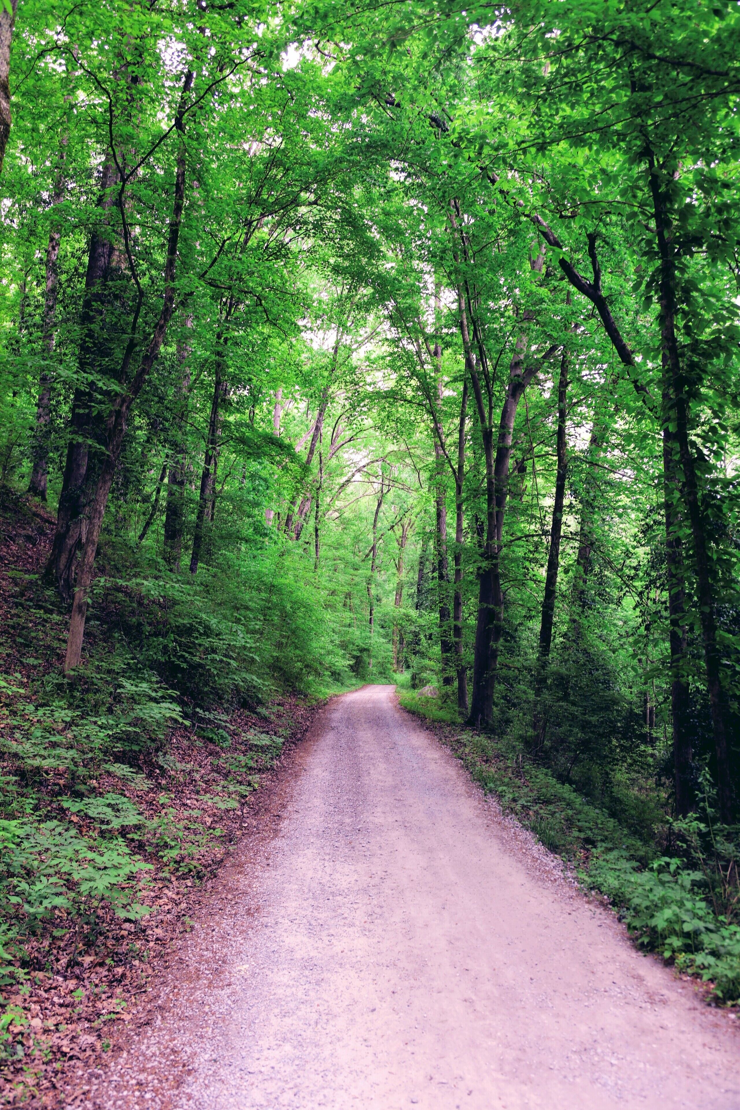Today wanted to post a pic close to my heart. This is a small dirt road in a place called "reflection Riding". I have been coming here with my family for 40 years, it has gone through many changes but this road and the paths near it still never cease to make me happy when I am there with memories and beauty. This is just one of the many gifts in this life my father has given me. Love you Dad. https://www.reflectionriding.org/www