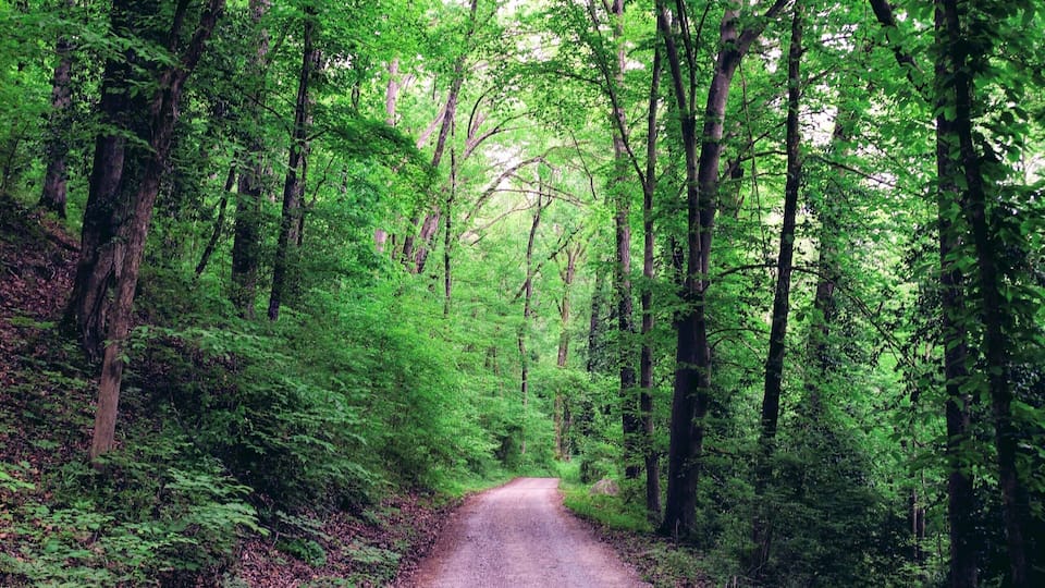 Today wanted to post a pic close to my heart. This is a small dirt road in a place called "reflection Riding". I have been coming here with my family for 40 years, it has gone through many changes but this road and the paths near it still never cease to make me happy when I am there with memories and beauty. This is just one of the many gifts in this life my father has given me. Love you Dad. https://www.reflectionriding.org/www