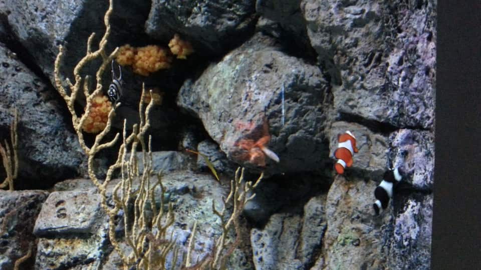 We found Nemo!