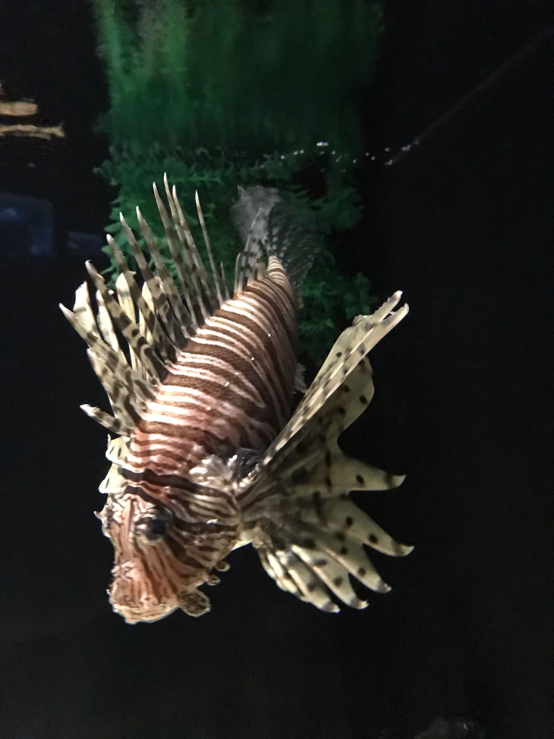 Lion Fish