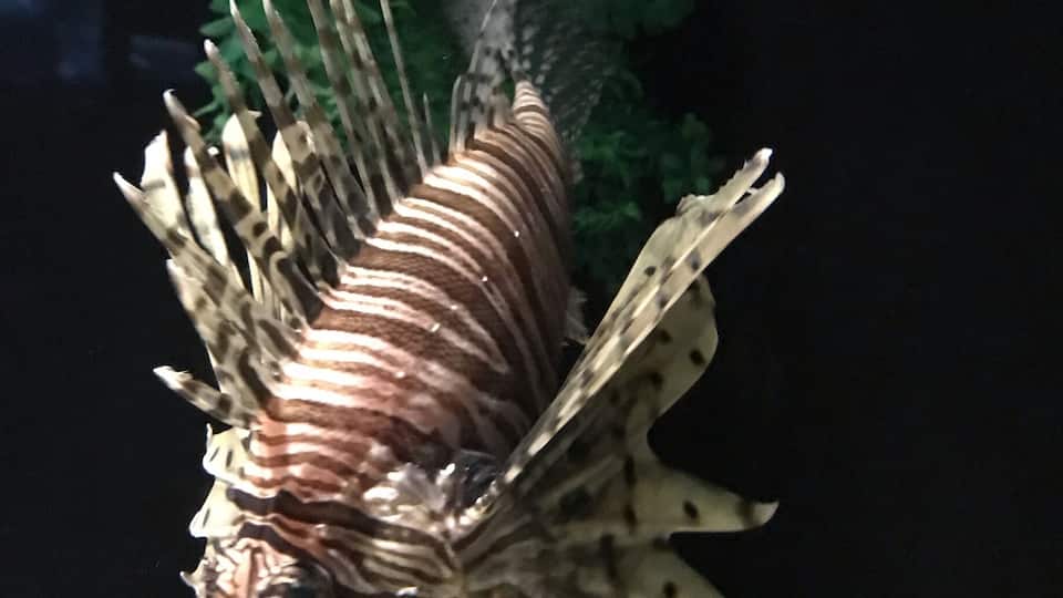 Lion Fish