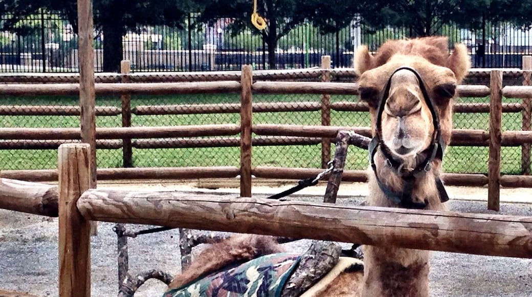 Surprisingly, it is a great zoo. I expected the variety of animals to be small because the admission price is so cheap, but it turns out that it's a terrific value.