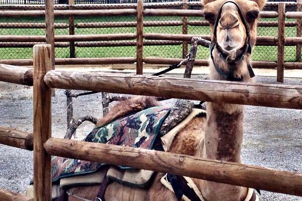 Surprisingly, it is a great zoo. I expected the variety of animals to be small because the admission price is so cheap, but it turns out that it's a terrific value.