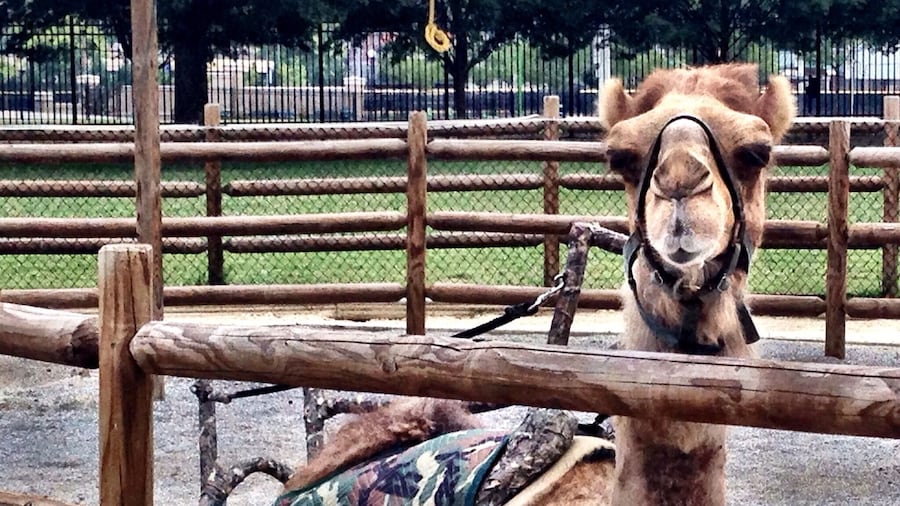 Surprisingly, it is a great zoo. I expected the variety of animals to be small because the admission price is so cheap, but it turns out that it's a terrific value.