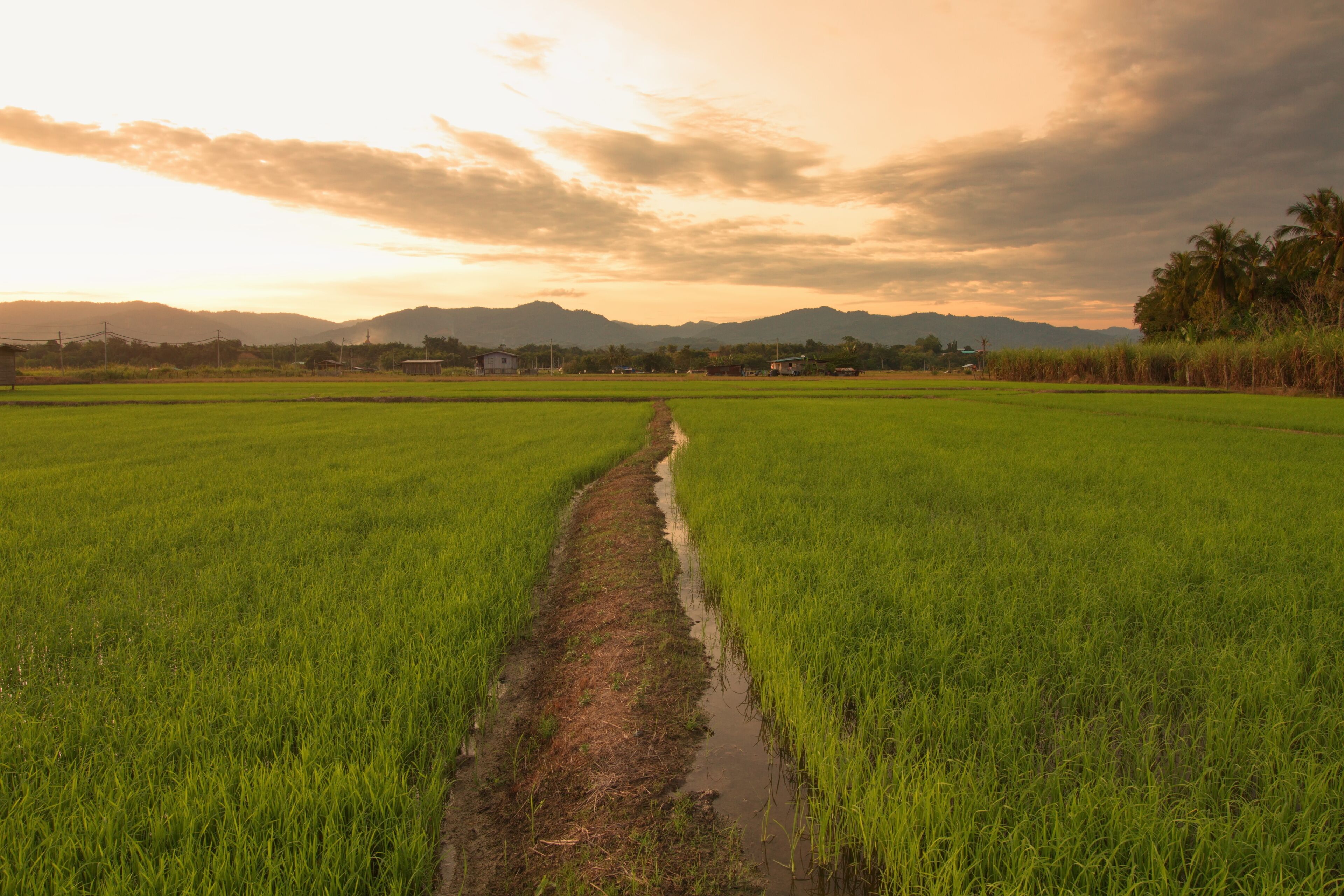 Beautiful scenery of paddy field at morning in Sabah North Borneo, Background of paddy field in natural green, golden color