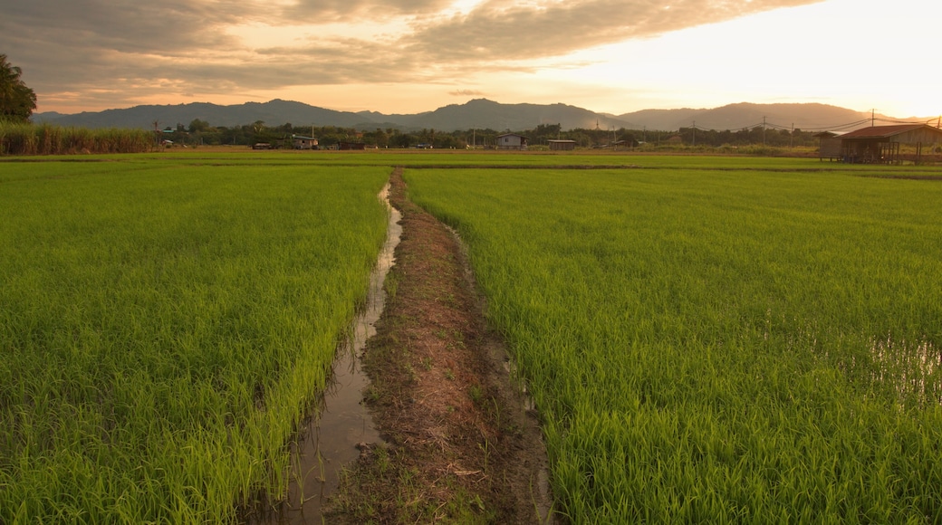 Beautiful scenery of paddy field at morning in Sabah North Borneo, Background of paddy field in natural green, golden color