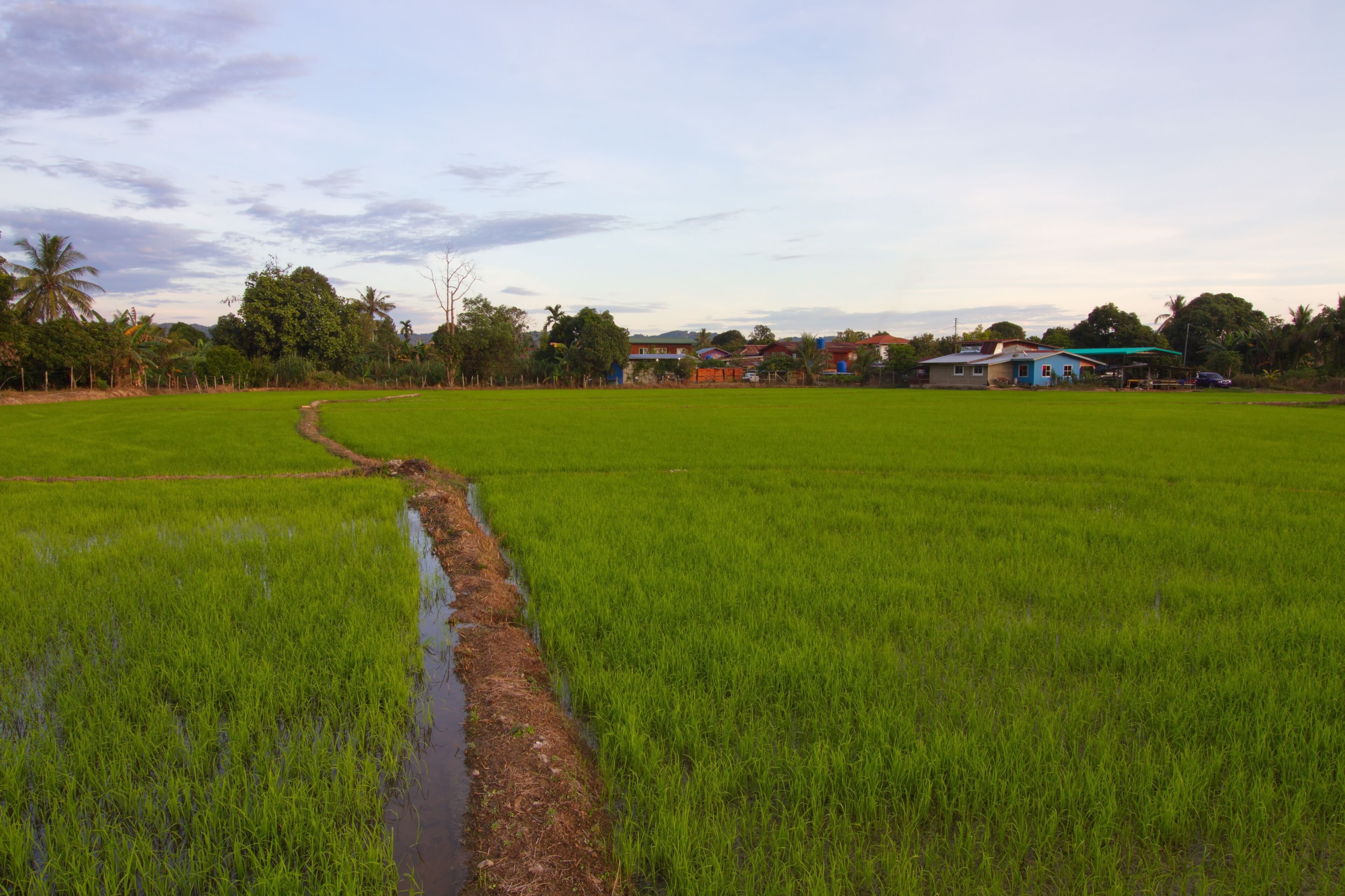 Beautiful scenery of paddy field at morning in Sabah North Borneo, Background of paddy field in natural green, golden color