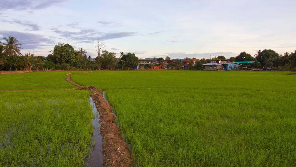 Beautiful scenery of paddy field at morning in Sabah North Borneo, Background of paddy field in natural green, golden color