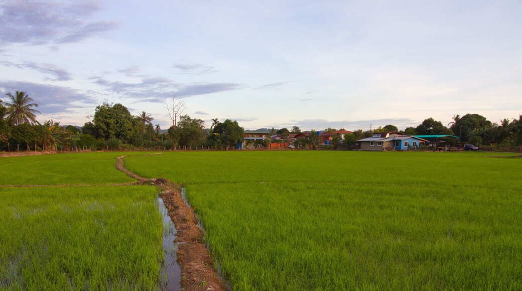 Beautiful scenery of paddy field at morning in Sabah North Borneo, Background of paddy field in natural green, golden color