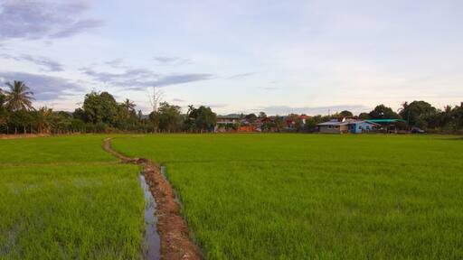 Beautiful scenery of paddy field at morning in Sabah North Borneo, Background of paddy field in natural green, golden color