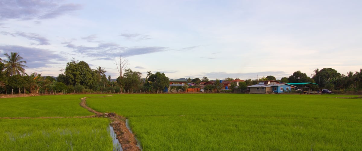 A lush green rice paddy with a narrow water channel, surrounded by trees and houses in the background.