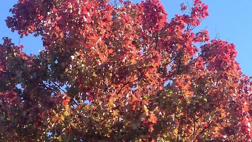 Beautiful fall colors in Atlanta, in early November!