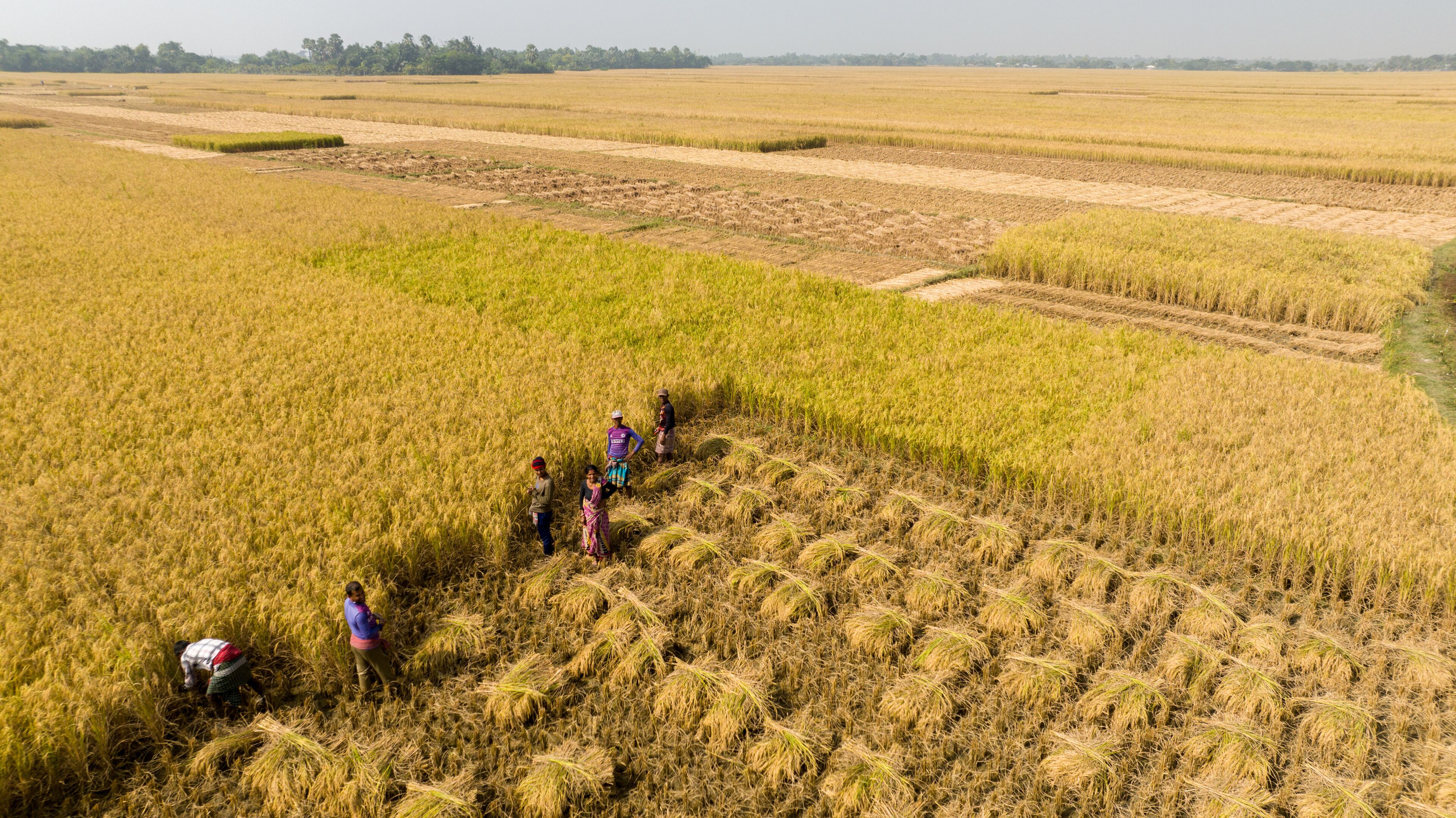 Aerial view of farmers harvesting golden rice crops in a textured landscape, creating a mosaic of rural life, Khulna, Khulna Division, Bangladesh.