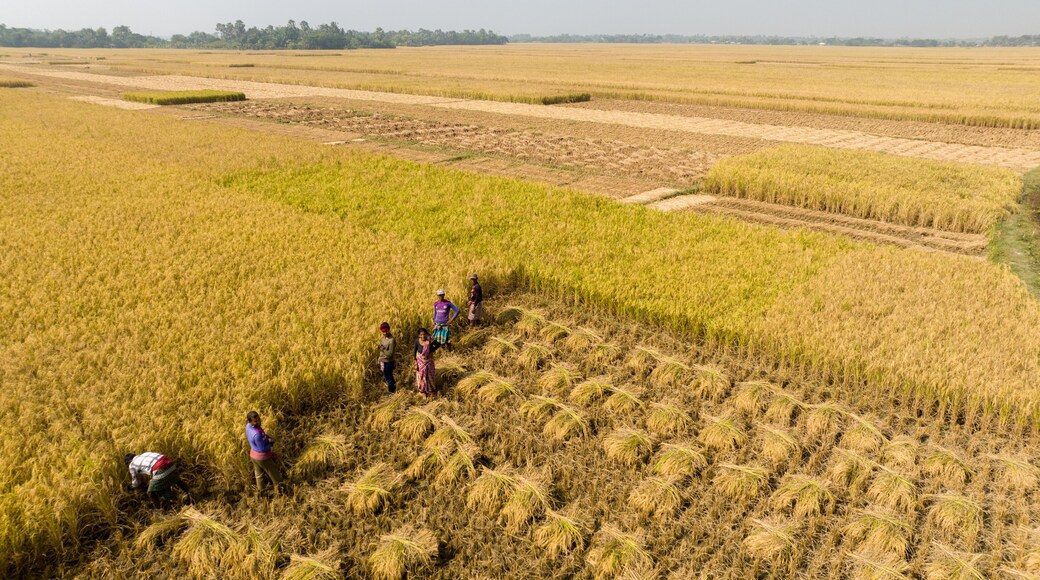 Aerial view of farmers harvesting golden rice crops in a textured landscape, creating a mosaic of rural life, Khulna, Khulna Division, Bangladesh.