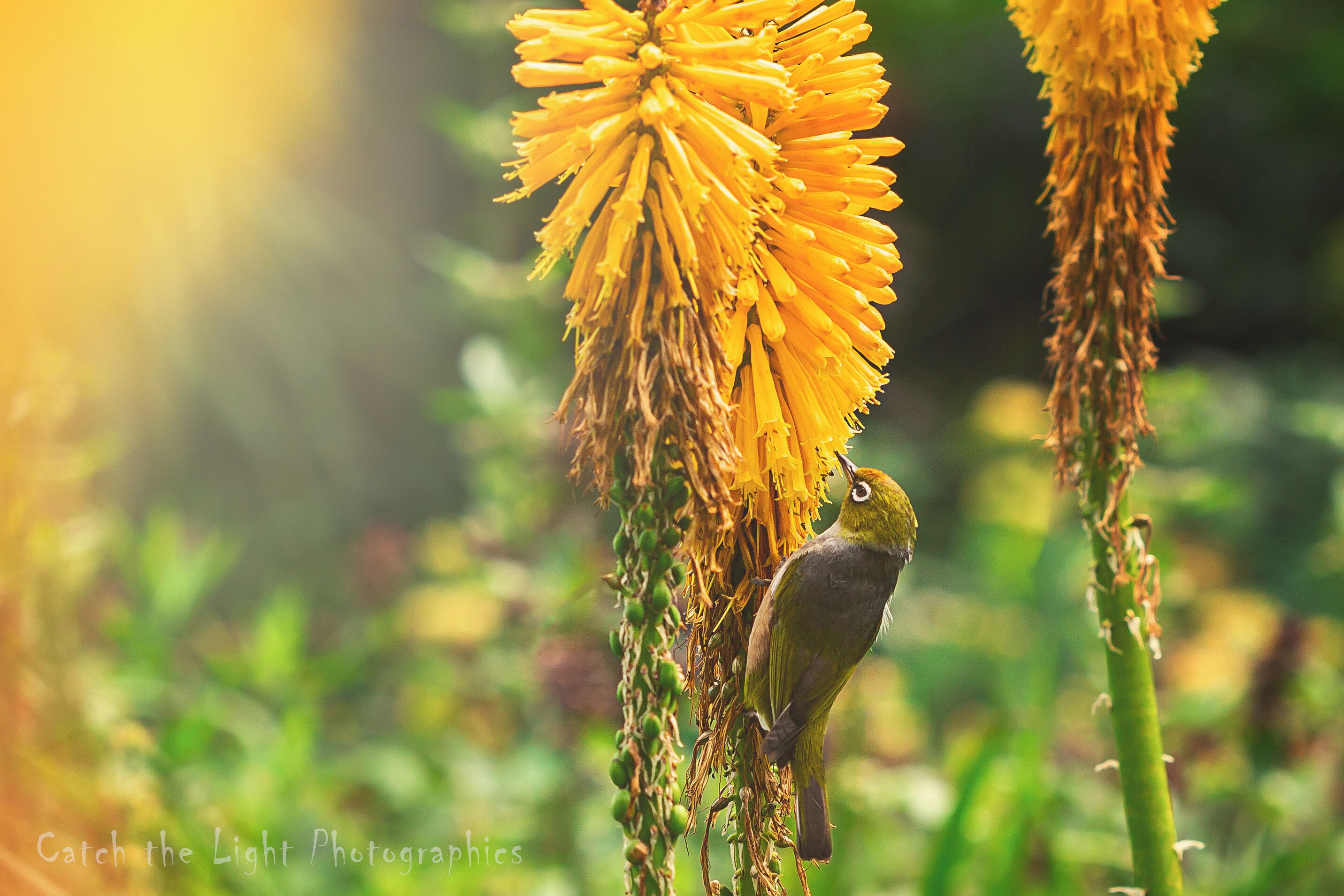 A lovely Silvereye in the gardens.