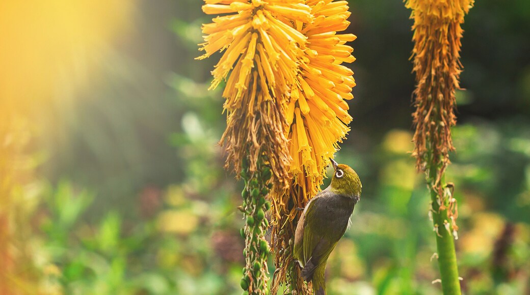 A lovely Silvereye in the gardens.