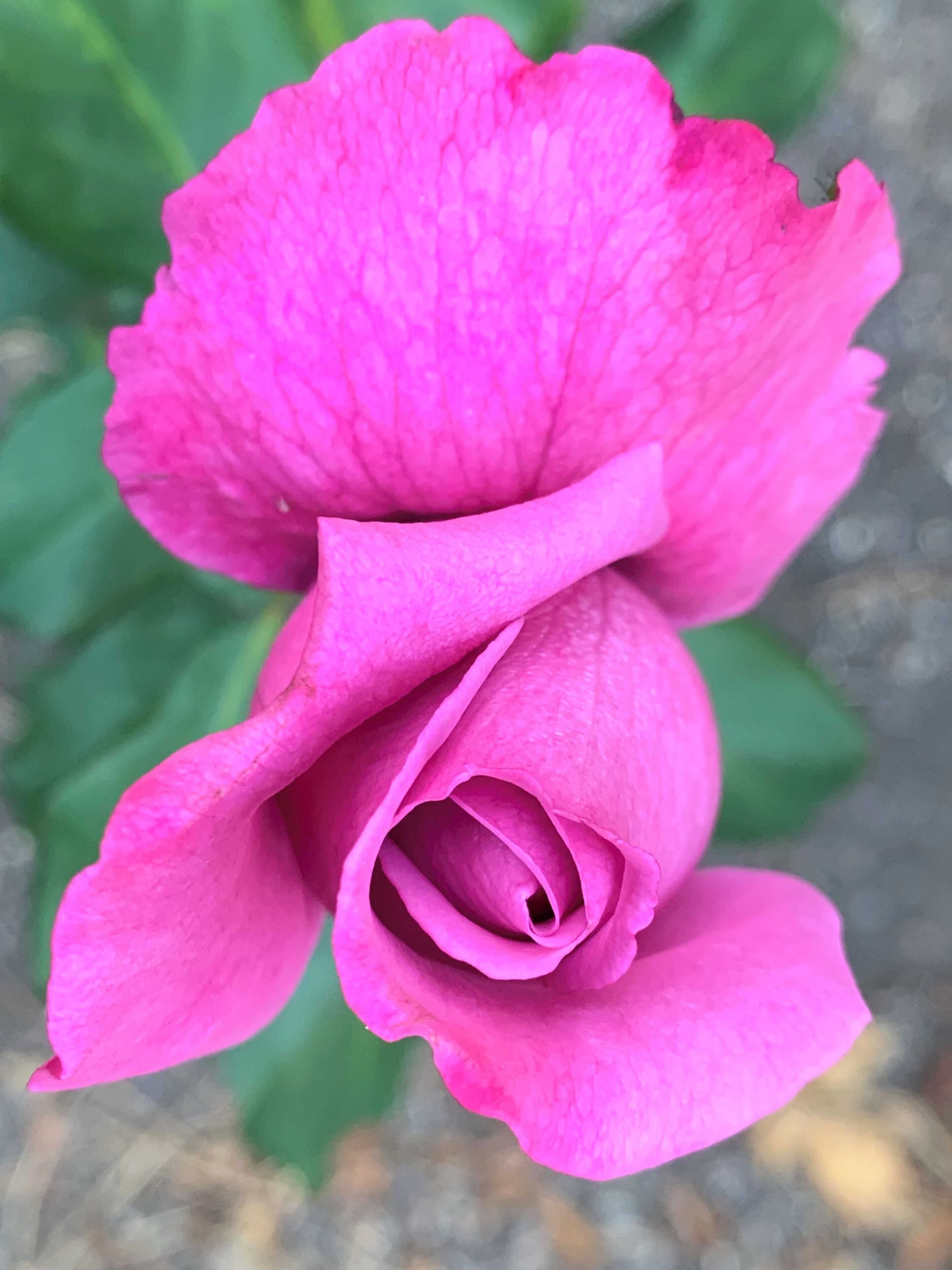 The Rose Garden. There were some stunning roses in the garden.