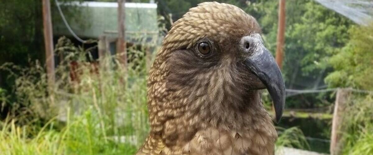 If you do the tour at Willowbank, the Kea will hop on your shoulder (and sometimes your head) and pose for you to get a bite of honey from the guide!