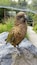 If you do the tour at Willowbank, the Kea will hop on your shoulder (and sometimes your head) and pose for you to get a bite of honey from the guide!