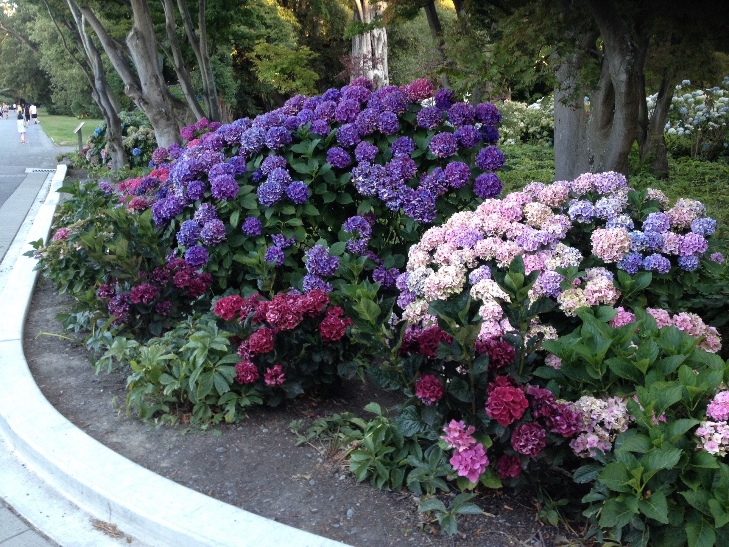 Red and Purple colored flower heads of Hydrangea....very rare, growing well here at the Christchurch Botanical gardens. Entrance is free. Open till 10am till 6pm everyday.
