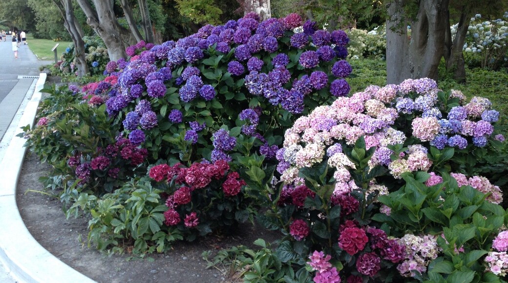 Red and Purple colored flower heads of Hydrangea....very rare, growing well here at the Christchurch Botanical gardens. Entrance is free. Open till 10am till 6pm everyday.