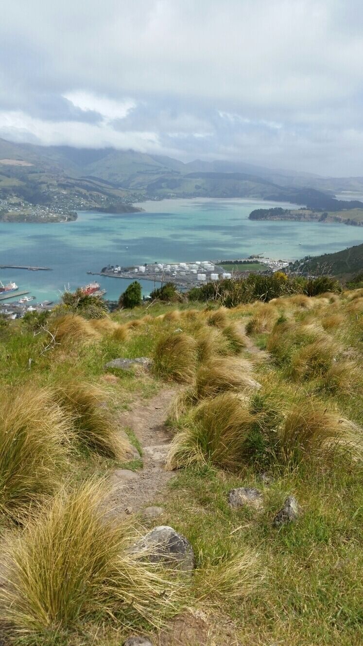 A view of Lyttelton Bay from the top of the gondola. We went on an extremely windy day (as you can see from the sideways plants). Apparently the water is that beautiful blue because the sediment from the rocks constantly stirs up and reflects the color of the sky.