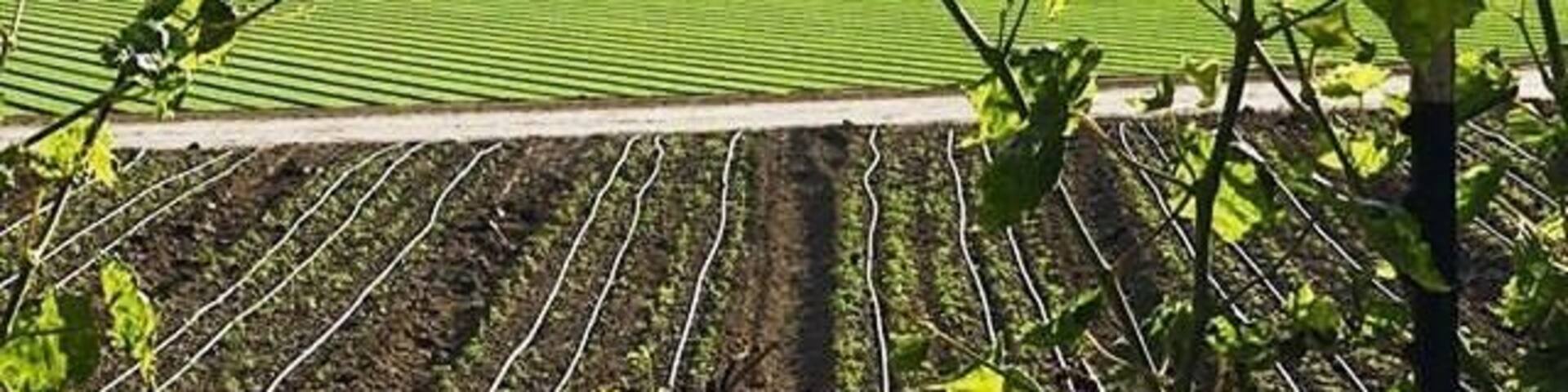 Farm workers work these fields from dawn to dusk. I have tremendous respect for them because it’s a difficult job. #culture