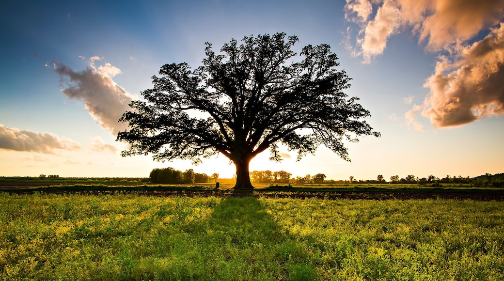 هاريسونفيل