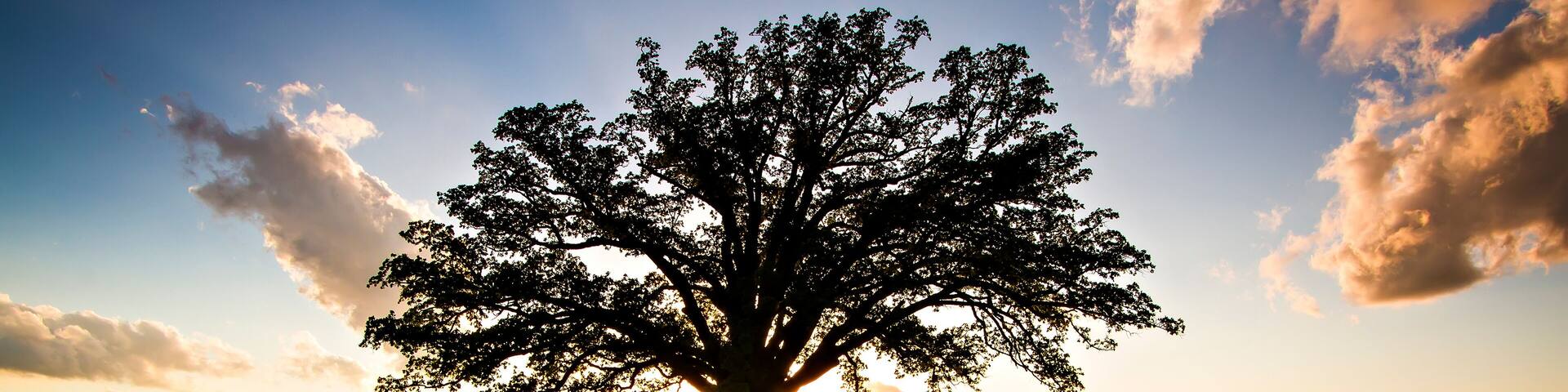 Champion McBaine Bur Oak in Summer Sunset