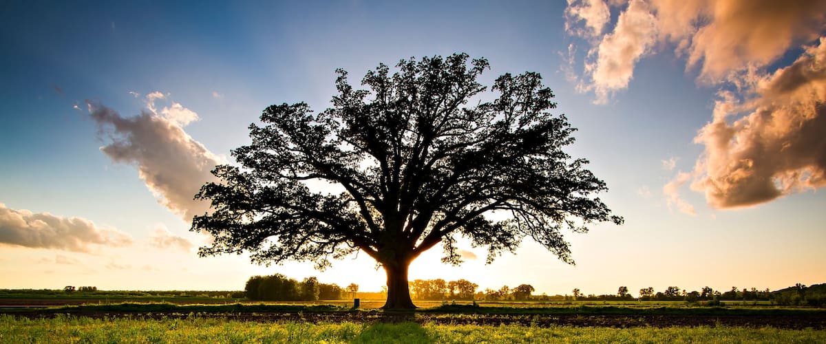 A solitary tree in a field with a sunset in the background.