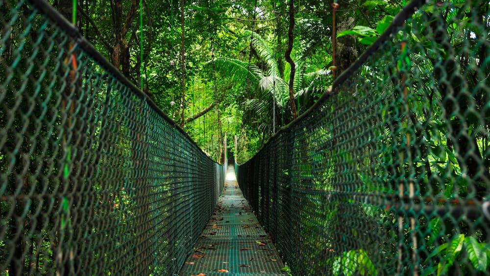 Suspension foot bridges add to the fun while exploring the biodiversity of the rainforest ecosystem in Tirimbina Biological Reserve in Costa Rica.