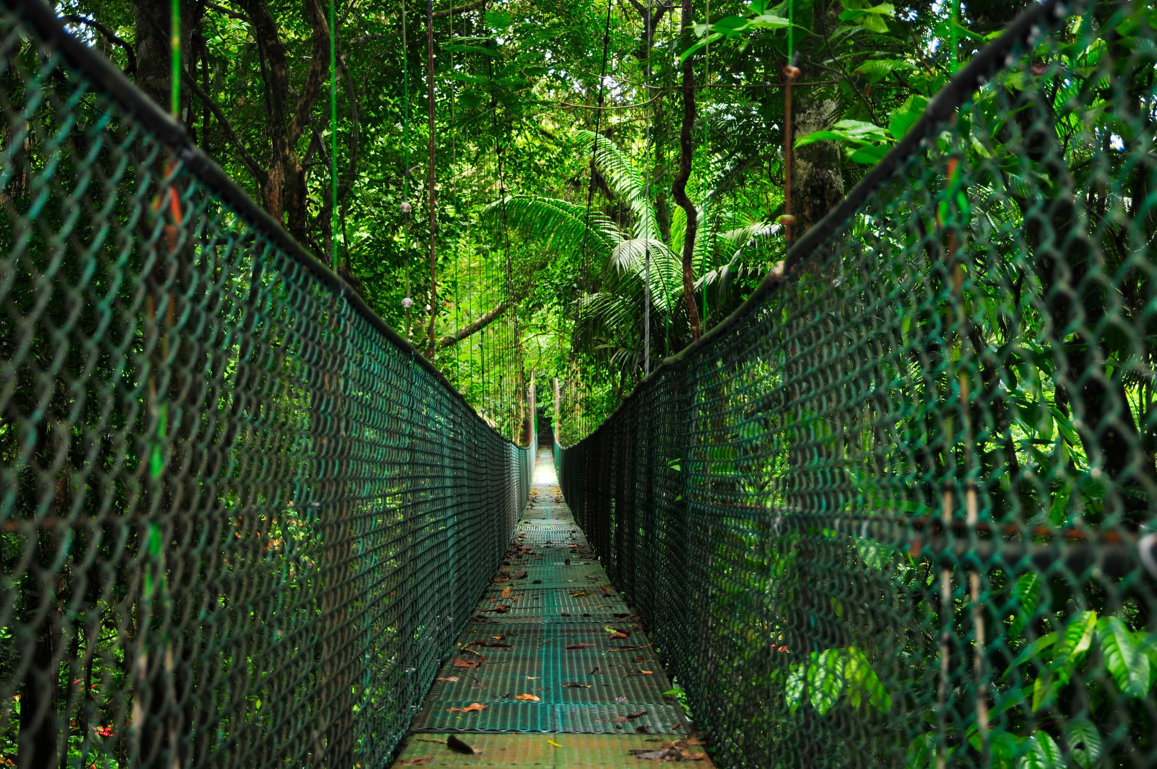 A suspension bridge surrounded by dense green foliage.