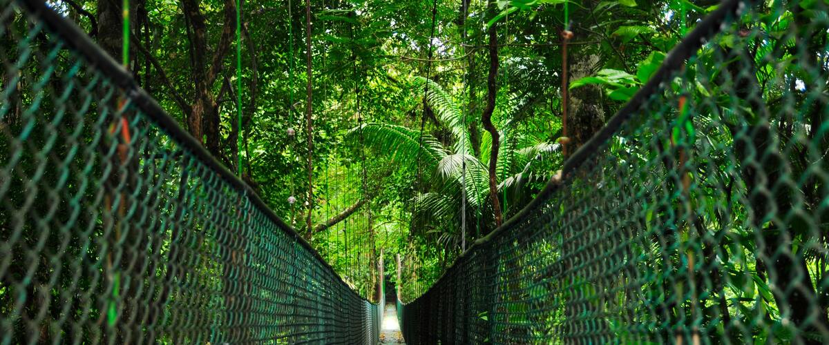 A suspension bridge surrounded by dense green foliage.