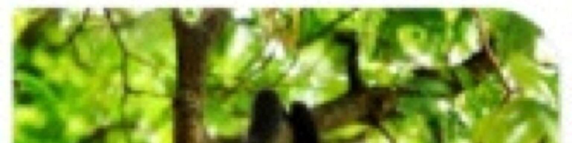 Howler Monkey shot on rainforest hike. These guys have an attitude and have not been domesticated as pets as much as other species. This guy was no exception as he did try and poo on us. 💩Bad Monkey!