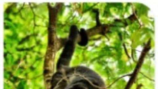 Howler Monkey shot on rainforest hike. These guys have an attitude and have not been domesticated as pets as much as other species. This guy was no exception as he did try and poo on us. 💩Bad Monkey!