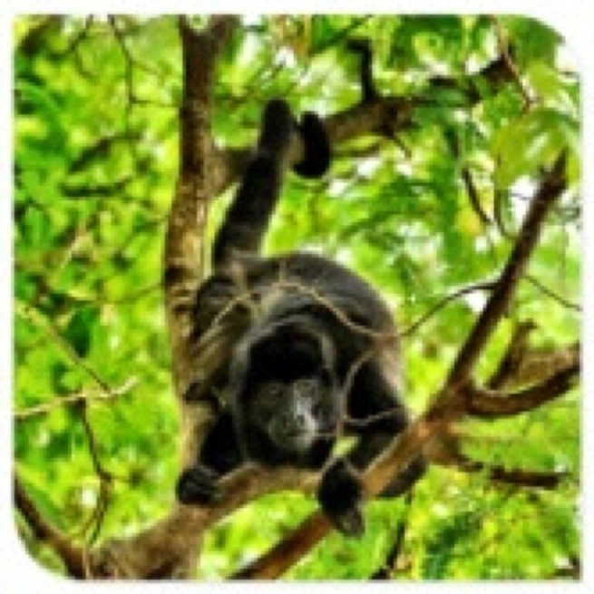 Howler Monkey shot on rainforest hike. These guys have an attitude and have not been domesticated as pets as much as other species. This guy was no exception as he did try and poo on us. 💩Bad Monkey!
