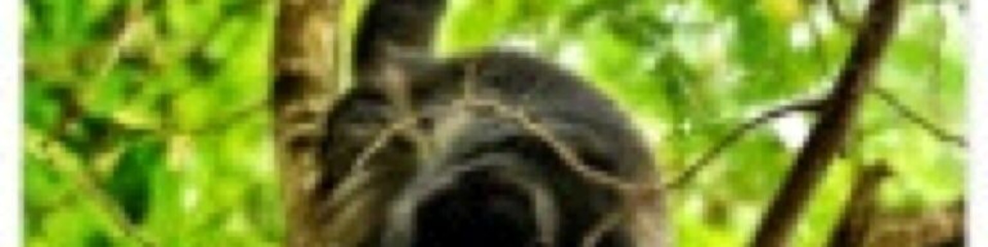 Howler Monkey shot on rainforest hike. These guys have an attitude and have not been domesticated as pets as much as other species. This guy was no exception as he did try and poo on us. 💩Bad Monkey!