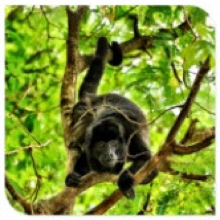 A gorilla in a tree.
