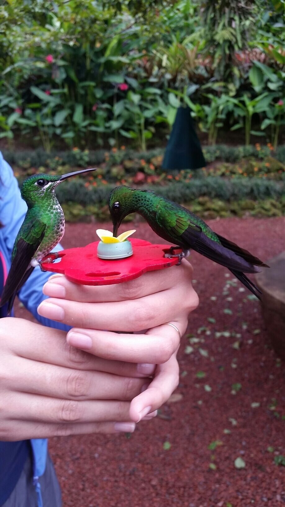 It was $40 usd. Well worth it. You get to feed hummingbirds, hold tucan bird's,  see several other animals. It is a little wet and slippery. I would suggest no flip flops. At the end of the long walk is a beautiful waterfall.  No swimming,  but beautiful scenery.  