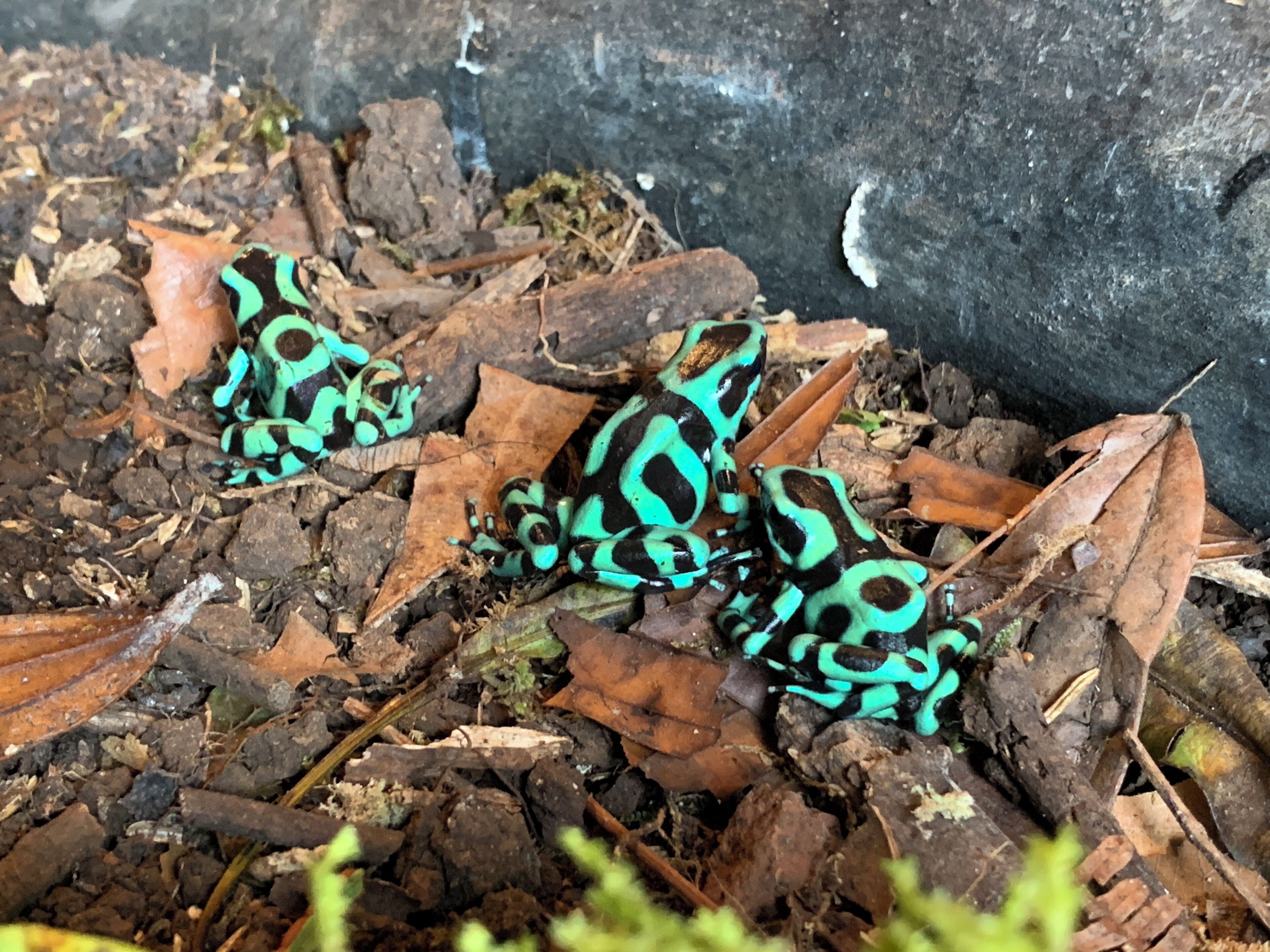 Dois sapos vibrantes em folhas secas perto de um muro de pedra.