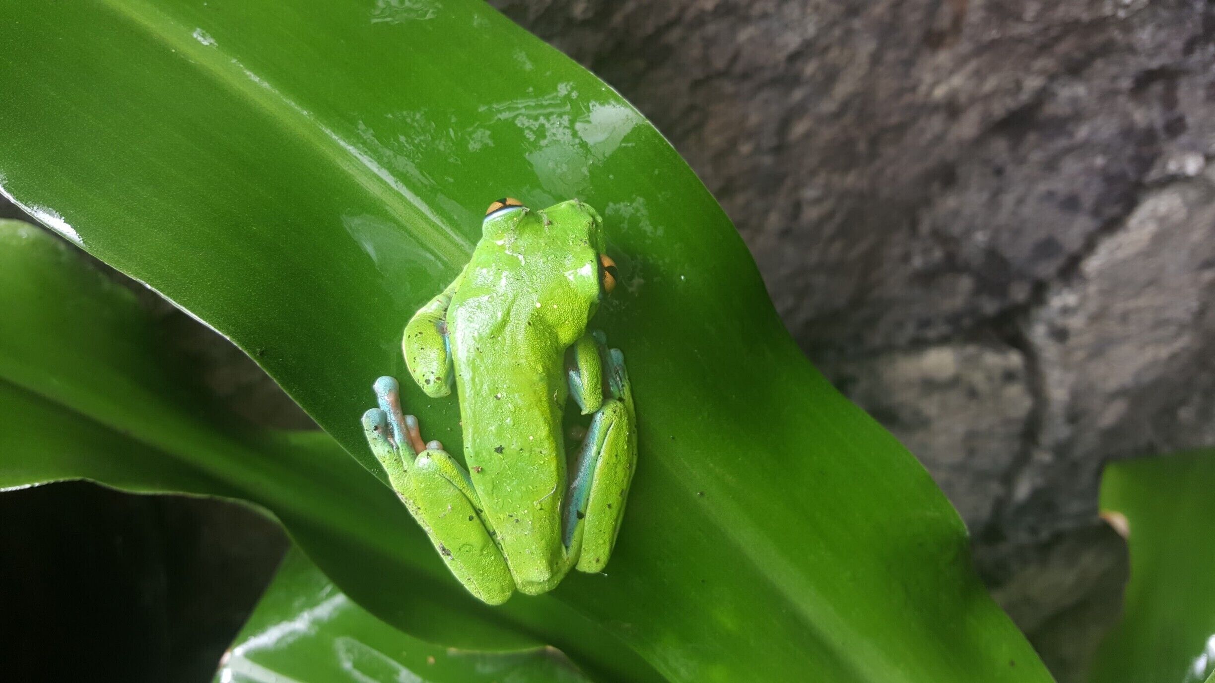This is the Agalychnis Callidryas, known in Costa Rica as the "Rana Calzonuda", and I find it during a visit to La Paz Waterfall Gardens, close to Póas Vocano in Costa Rica, offering a great experience to people who like to see animals, a lot of green and beutifull waterfalls.
I do recommend to visit La Paz Waterfall Gardens during the morning, becuase you can spend all day in the area, remember to wear a jacket, and confortable shoes.
#LifeAtExpedia 