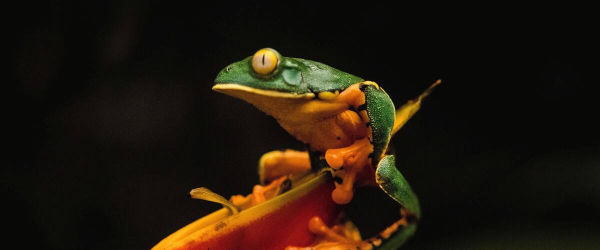 Colors of the jungle