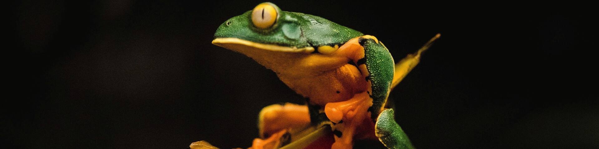 Colors of the jungle