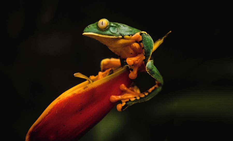 Colors of the jungle