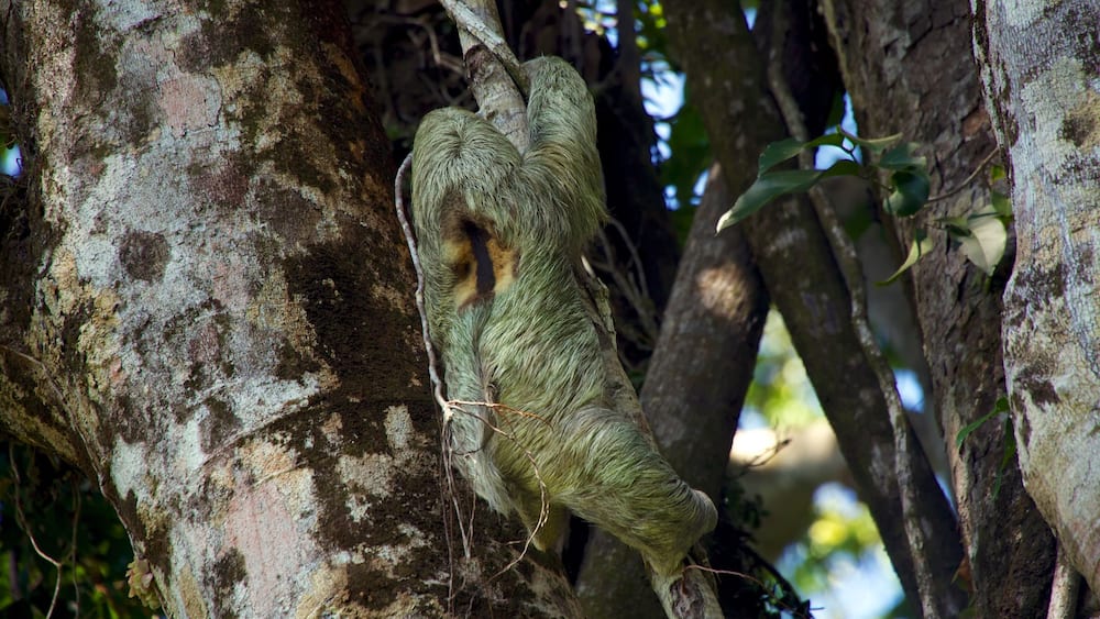 Back of a three toed sloth climbing a tree at Parque nacional Manuel Antonio Costa Rica