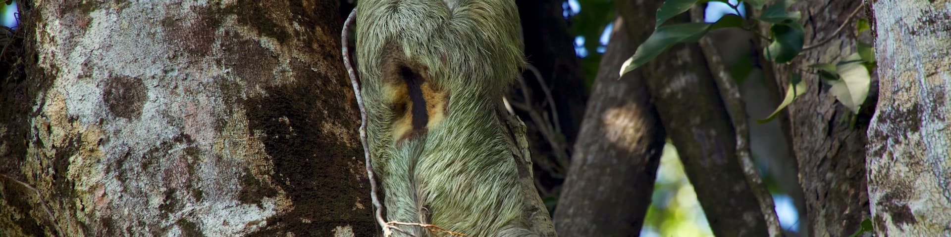 Back of a three toed sloth climbing a tree at Parque nacional Manuel Antonio Costa Rica