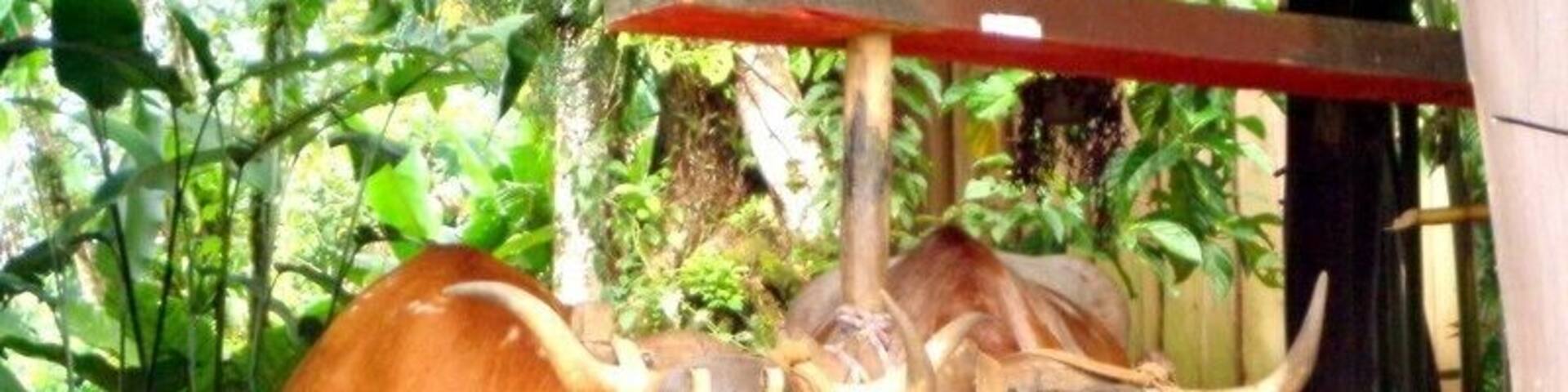 These 2 oxen were named Costa and Rica. They are the symbols of the country.